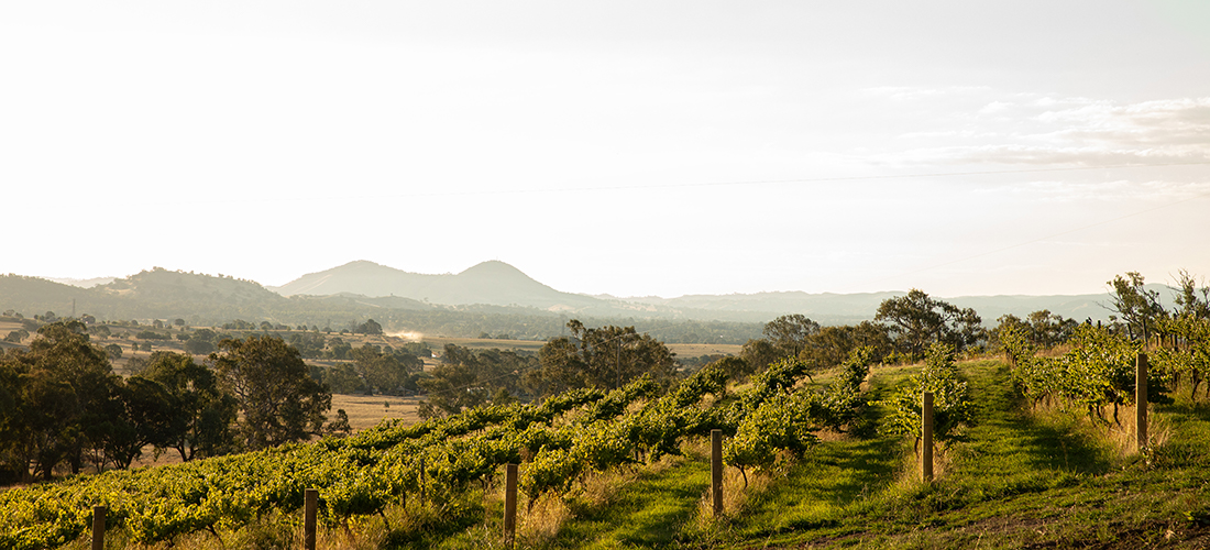 Delatite cellar door